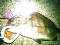 芦屋チヌゲーム　調査隊出動！