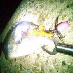 芦屋チヌゲーム　調査隊出動！