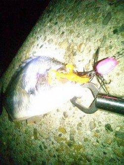 芦屋チヌゲーム　調査隊出動！