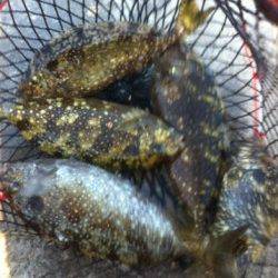 雑賀崎でアイゴに新子のアオリ！17日夕方RT