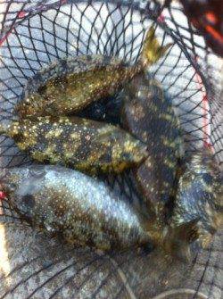 雑賀崎でアイゴに新子のアオリ！17日夕方RT