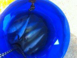 雑賀崎でアイゴに新子のアオリ！17日夕方RT