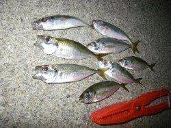 淡輪漁港でアジンぐぅ～♪