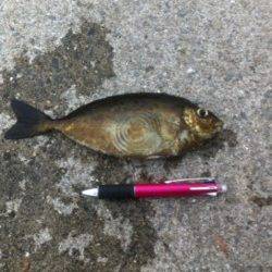 飛ばしサビキで２ケタだー！４日雑賀崎