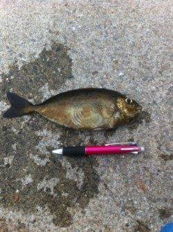 飛ばしサビキで２ケタだー！４日雑賀崎