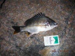 【日没後も、色々狙えます♪】南芦屋浜