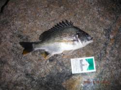 【日没後も、色々狙えます♪】南芦屋浜