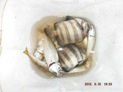 【日没後も、色々狙えます♪】南芦屋浜