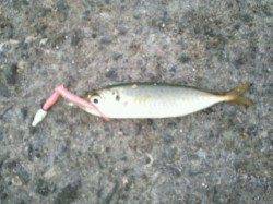 泉佐野漁港と食品コンビナートにてアジングデビュー♪