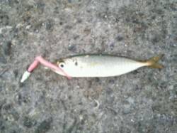 泉佐野漁港と食品コンビナートにてアジングデ…