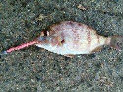 泉佐野漁港と食品コンビナートにてアジングデビュー♪