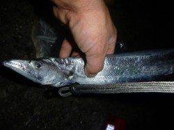 夜の兵突のタチウオやビッグガッシー！