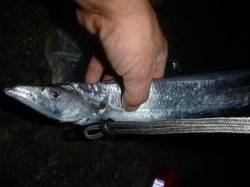 夜の兵突のタチウオやビッグガッシー！