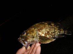 夜の兵突のタチウオやビッグガッシー！