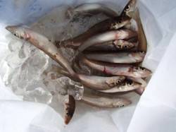 砂上げ場でキス☆泉大津RT。夕方