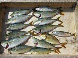 【ツバスにサンバソウ】武庫川店釣果状況！