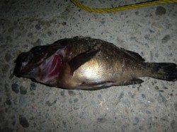 楽しい楽しい夜の兵突の釣り！