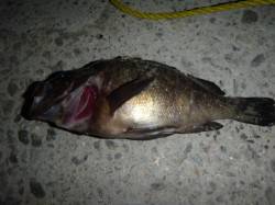 楽しい楽しい夜の兵突の釣り！