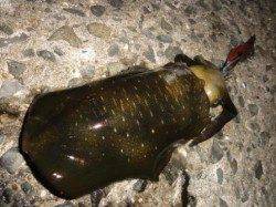 【雑賀崎】 再び2発の夏アオリ♪