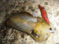 【雑賀崎】 再び2発の夏アオリ♪