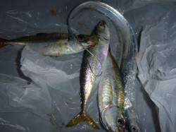 兵突ルアーでタチウオなど釣れています！