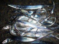 夜の兵突楽しいタチウオ釣り！