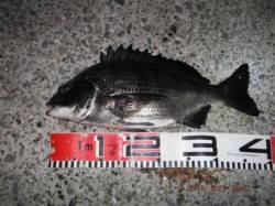 【夜釣りも楽しい♪】南芦屋浜 