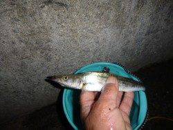 楽しい楽しい夜の兵突の釣り！