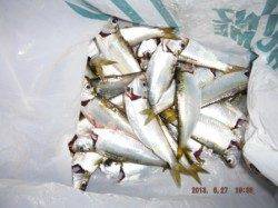 【夜釣りも楽しい♪】南芦屋浜