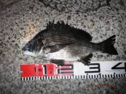 【チヌの活性活発に！】南芦屋浜 