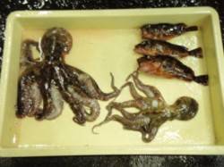 良型タコ！！更なるお土産も♪