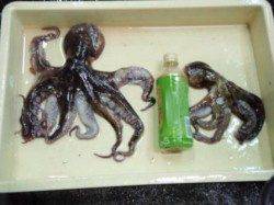 良型タコ！！更なるお土産も♪