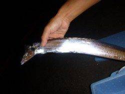 夜の兵突タチウオだツバスだ！