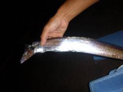 夜の兵突タチウオだツバスだ！