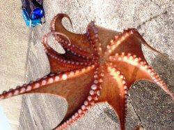 大タコは釣りアジも食味も最高！！