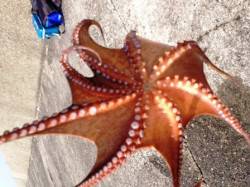 大タコは釣りアジも食味も最高！！