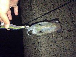 伊根エリアで朝マズメのみ3時間の釣行