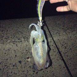 伊根エリアで朝マズメのみ3時間の釣行