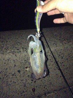 伊根エリアで朝マズメのみ3時間の釣行