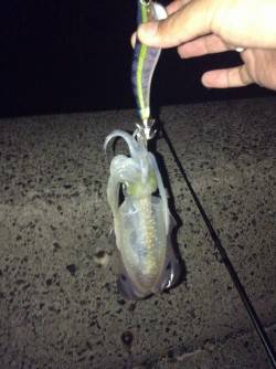 伊根エリアで朝マズメのみ３時間の釣行