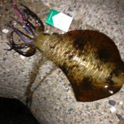 江井ヶ島　エギングで良型アオリイカ＆ケンサキ☆