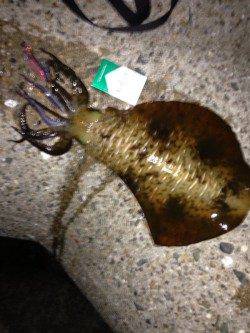 江井ヶ島　エギングで良型アオリイカ＆ケンサキ☆