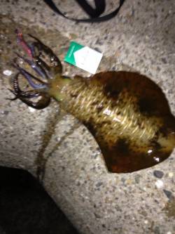 江井ヶ島　エギングで良型アオリイカ＆ケンサ…