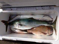 マリーナシティ海釣り公園　メジロ＆マダイの釣果