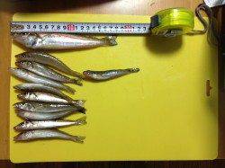 高砂埋立地 夜釣りのちょい投げでキス40匹の好釣果☆