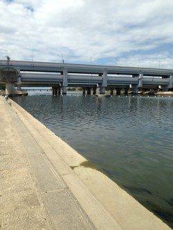 武庫川河口　ちょい投げでハゼの引き楽しめる