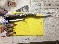 加太漁港　朝のサビキ・ちょい投げでアジ・サバ・サヨリなどの釣果