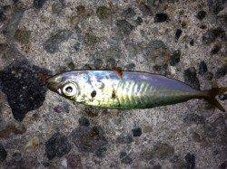 垂水漁港、天秤でアジＧＥＴ！