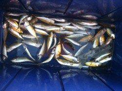 富島：ヤエンでケンサキ、サビキはアジ多数！！