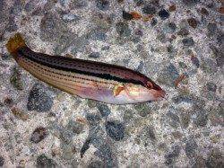 垂水漁港、天秤仕掛でベラの釣果